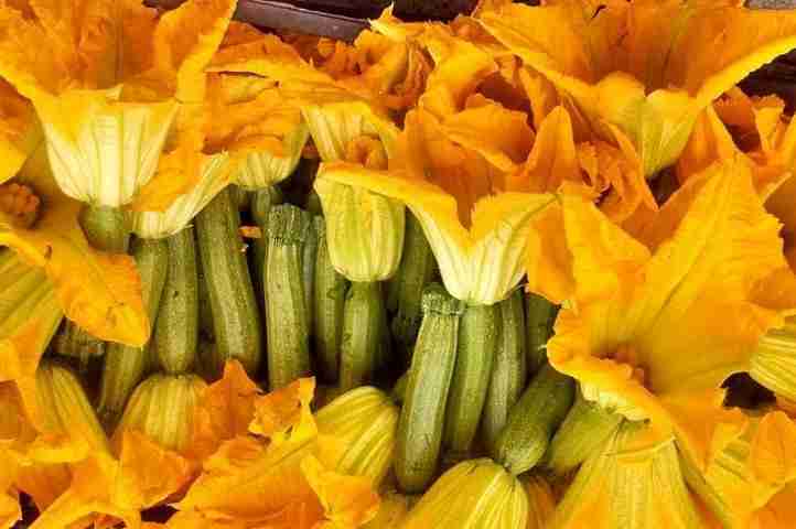 Risultati immagini per oli essenziali difesa zucchino