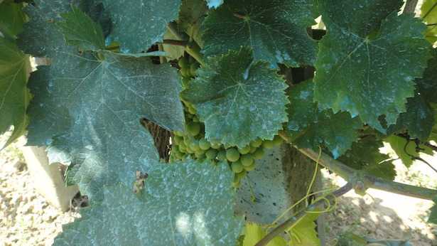 Risultati immagini per rame e peronospora